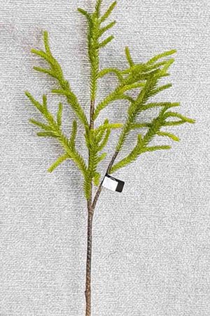 Protea Leaf Spray 62 cm