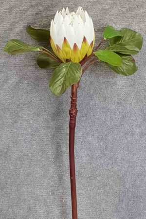 Giant Protea 81cm – White