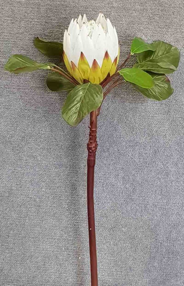 Giant Protea 81cm – White