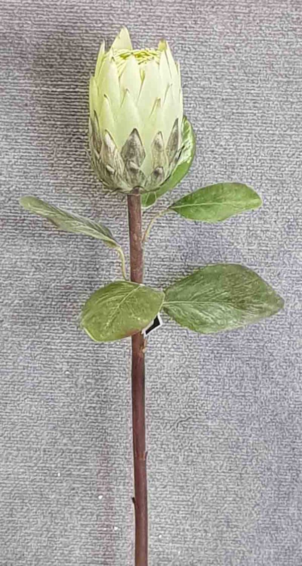 King Protea Green – 67cm