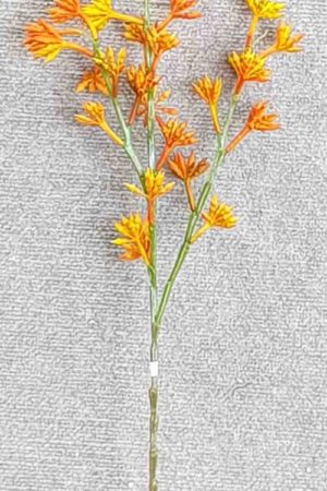Kangaroo Paw x 3 – Orange