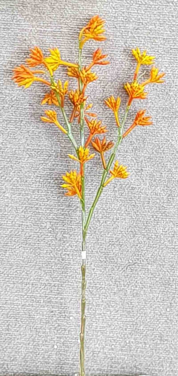 Kangaroo Paw x 3 – Orange