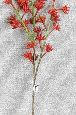 Kangaroo Paw x 3 – Red