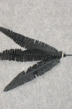 Boston fern x 3 leaves Black