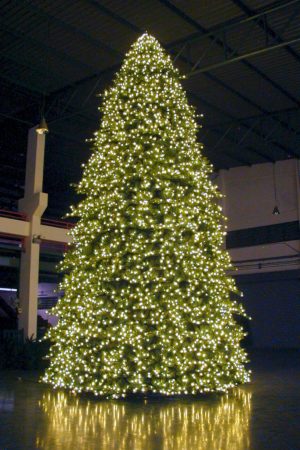 Paramount Spruce Christmas Tree Outdoor with Lights