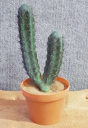 Finger Cactus