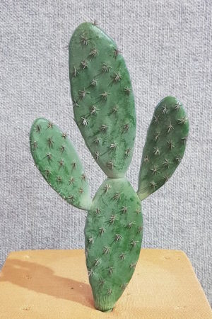 Artificial  Cactus – Traditional Mexican Cactus
