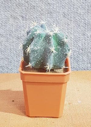 Fake – Cactus Melon Cactus