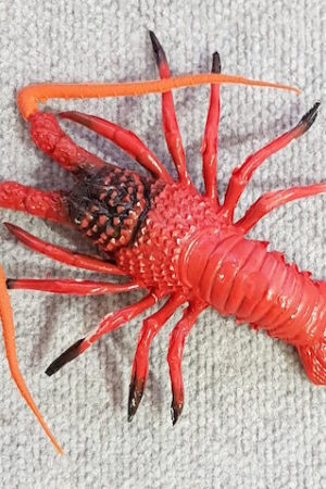 Fake Crayfish Baby
