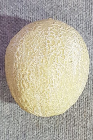 Fruit Honey Dew Melon Single