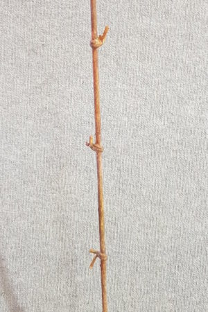 Stick