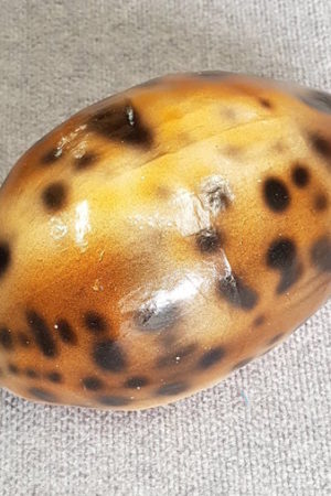 Shell  Large – Papier Mache