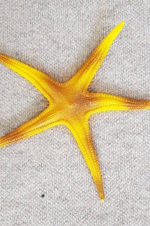 Fake Fish Starfish