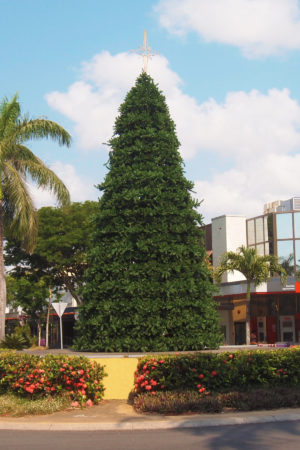 Commercial Trees