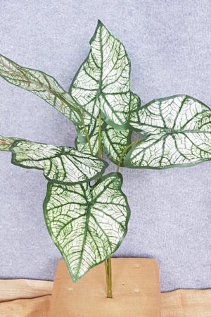 Caladium Angle Wing Green x 7