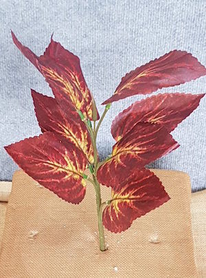 Coleus Flame Nettle x 8