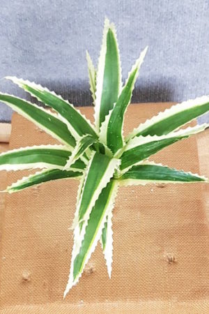 Pineapple Plant