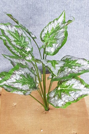 Begonia Green x 12