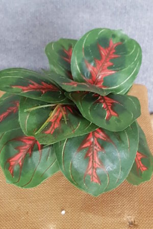 Maranta