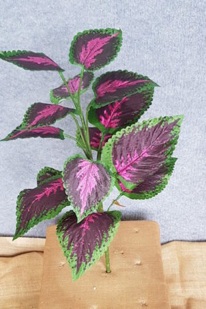 Coleus x 14