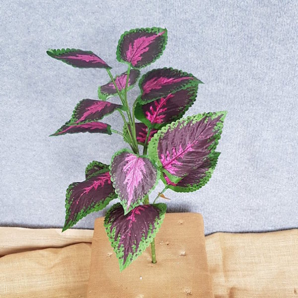 Coleus x 14
