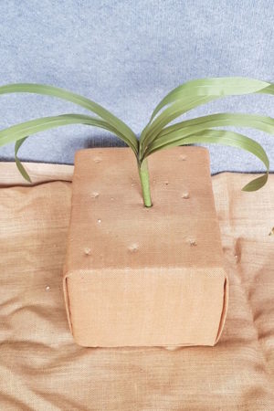 Cymbidium Plant