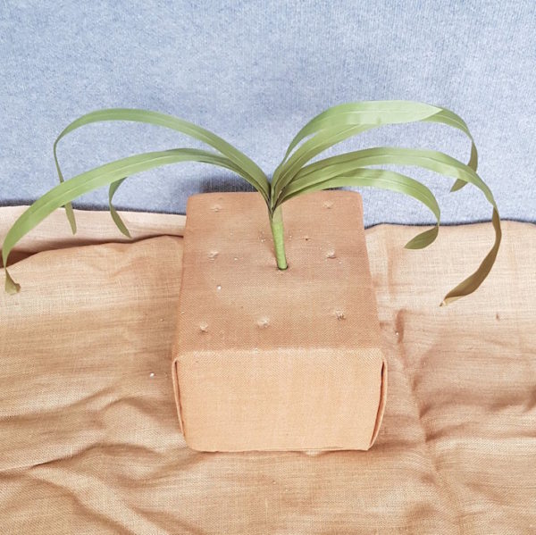Cymbidium Plant