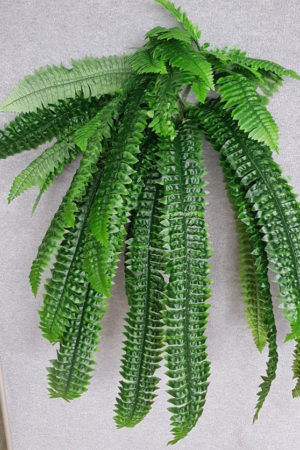 Boston Fern x 40