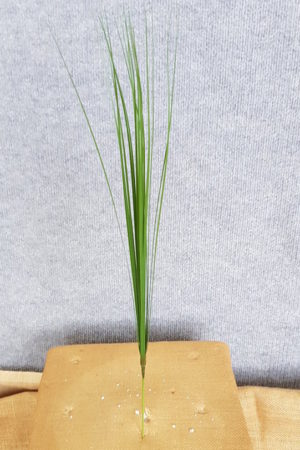 Onion Grass