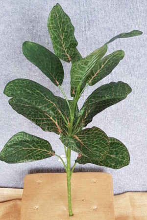 Calathea Plant x 12