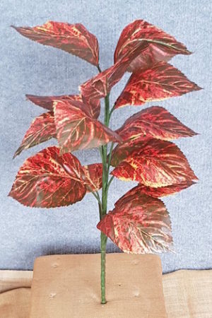 Coleus Flame Nettle x 14