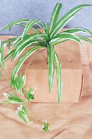 Spider Plant