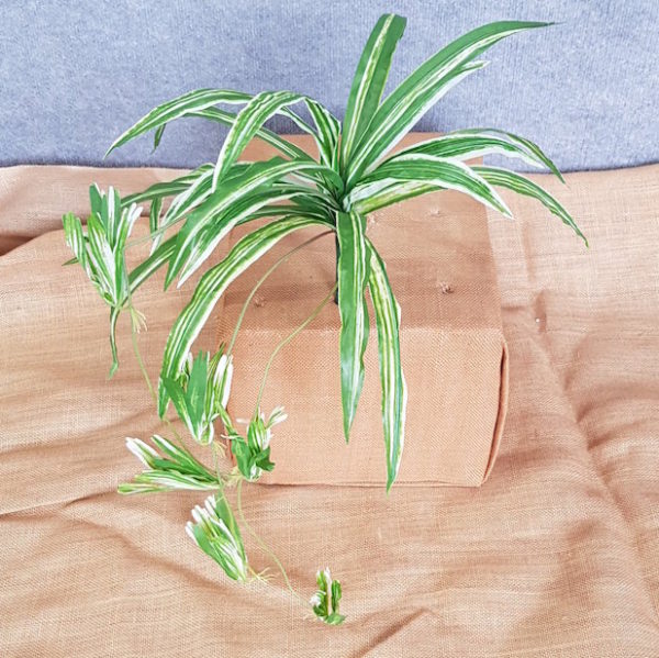 Spider Plant