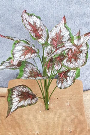 Begonia Red x 12