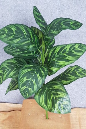 Peacock Plant x 12