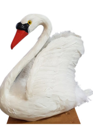 Bird Swan White