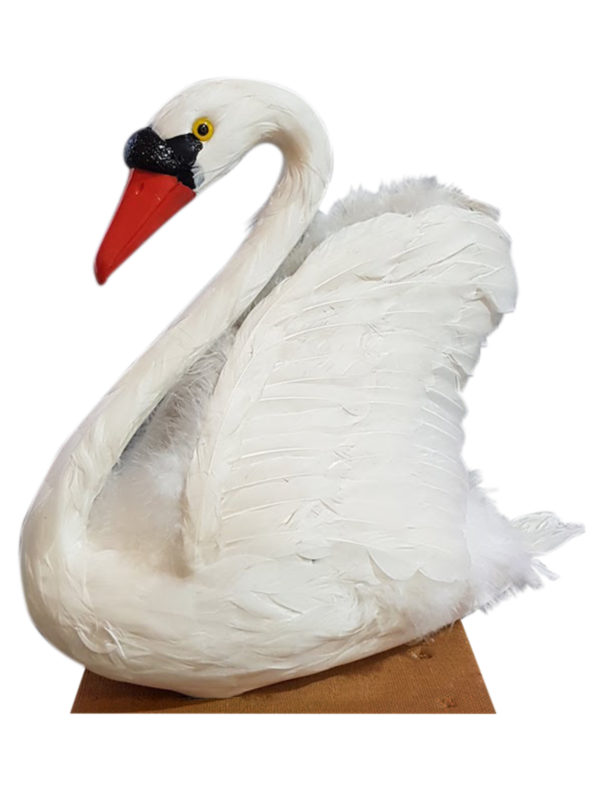 Bird Swan White