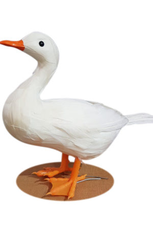 Farm Duck
