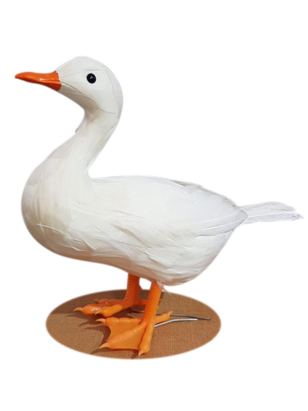 Farm Duck
