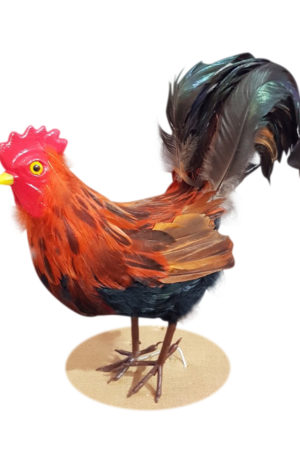 Farm Rooster  Brown