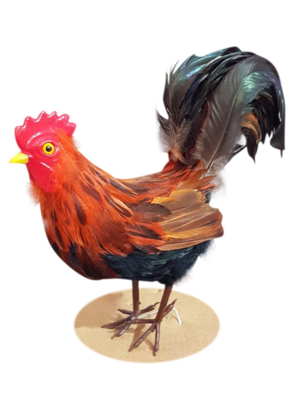 Farm Rooster  Brown