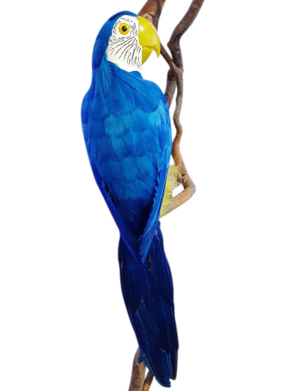 Macaw Blue