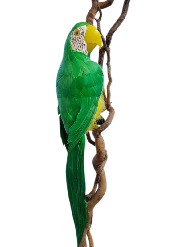 Macaw Green