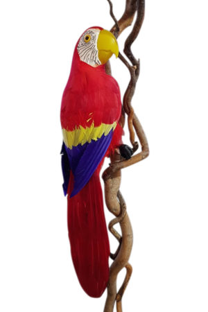 Bird Macaw Red