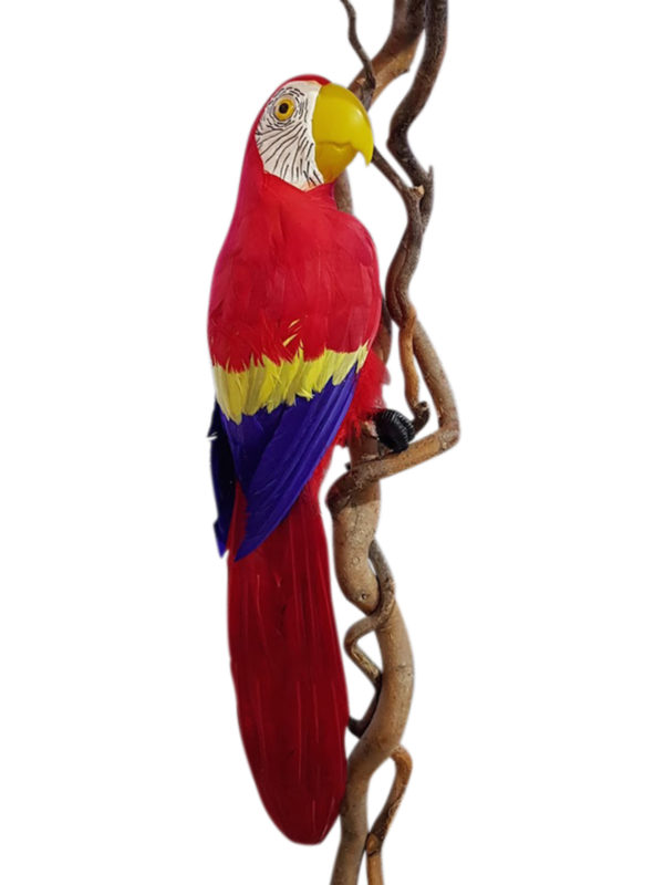 Bird Macaw Red